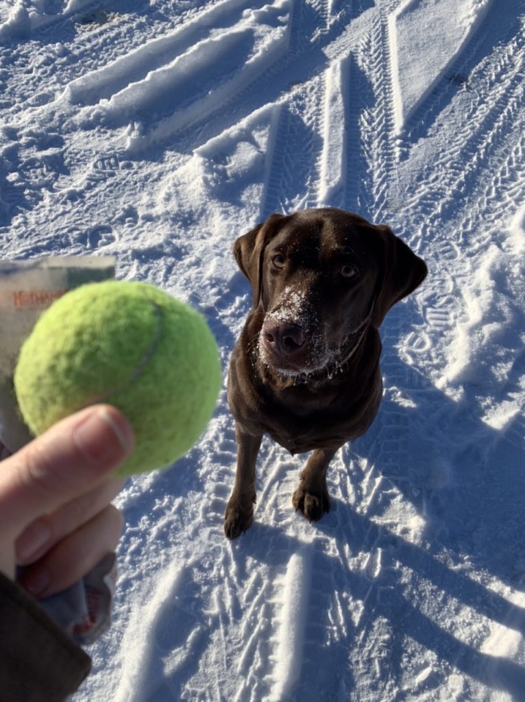 The Ultimate List of Dog Toys and Treats - Everyday Alaska